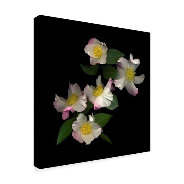 Susan S. Barmon 'White And Pink Camellia' Canvas Art,35x35